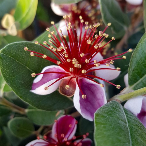 Fruit tree pineapple guava - tree,,