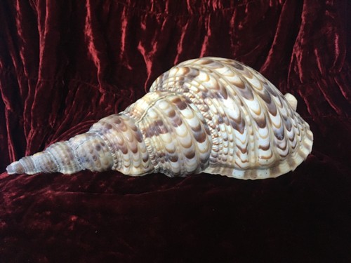 Charonia tritonis giant - charonia,