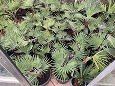 Trachycarpus Princeps Palm