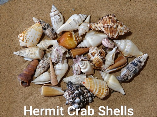 Hermit crab shells - crab,