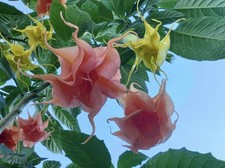 Brugmansia, Angel's Trumpet