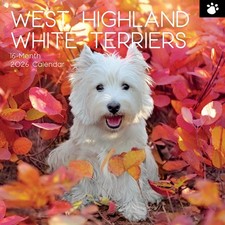 West Highland White Terriers - 2026 Wall Calendar - Westies