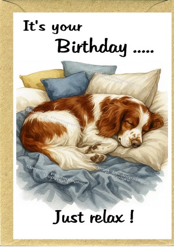 Welsh springer spaniel - welsh,