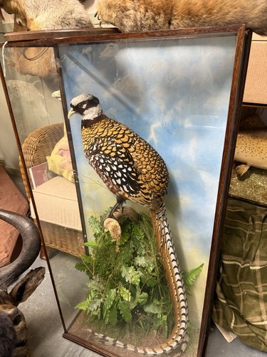 Taxidermy cased cock reeves - cased,