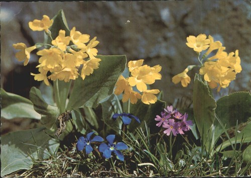 Vintage felsenaurikel primula - vintage,