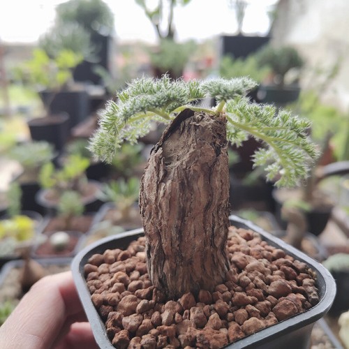 5cm succulent cactus plant - succulent,