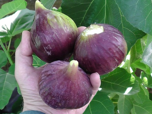 Fig tree from cyprus - fig, truly