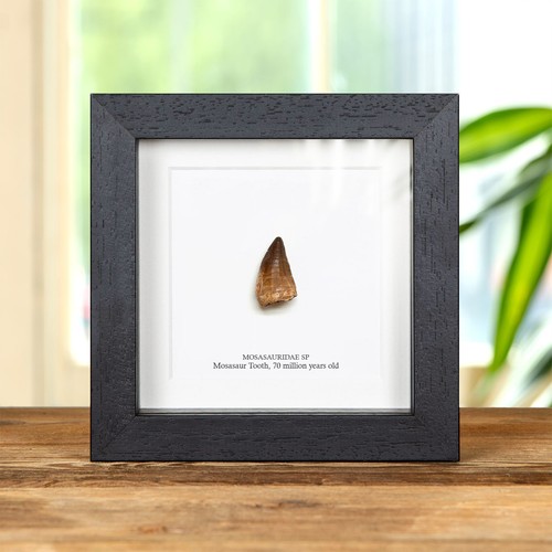 Mosasaur dinosaur tooth - tooth, fossil