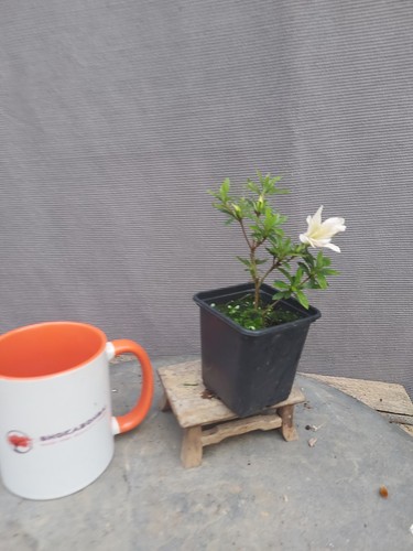 Beautiful flowering satsuki - beautiful,