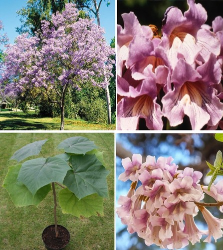 Pink empress tree - pink,