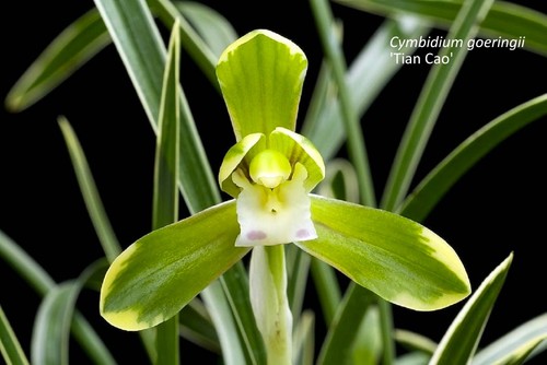 Cymbidium goeringii tian cao - goeringii, |