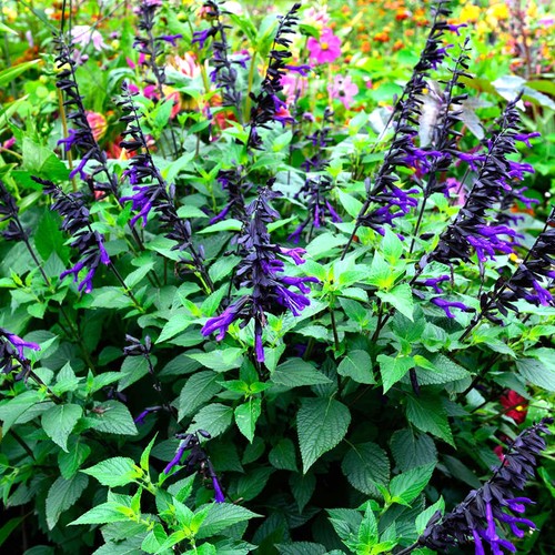 Salvia amistad sage - salvia, tall
