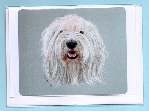 Old english sheepdog - english,