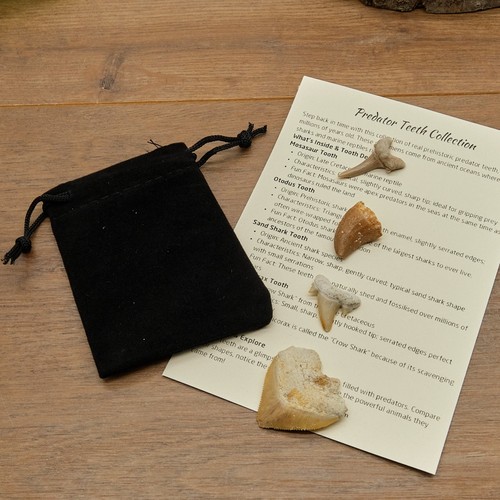 Shark reptile fossil teeth - reptile,
