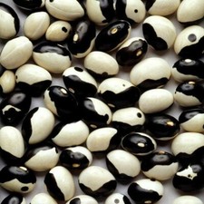 10 Dwarf French Orca Fagioli