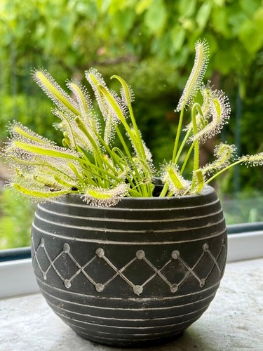 Cape sundew drosera capensis - sundew,