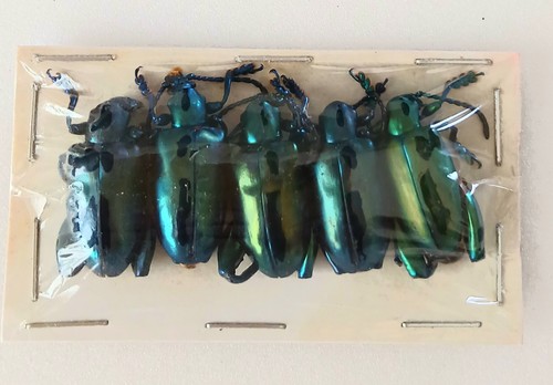 Sagra longicollis green frog - longicollis,