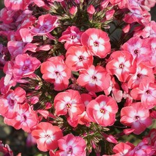 Phlox Famous Coral Perennial Garden Plant Outdoor for Borders Plant in Pot