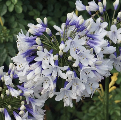 Agapanthus twister litre - 2,