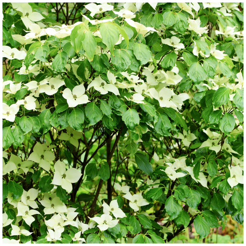 Cornus kousa var chinensis - var.,