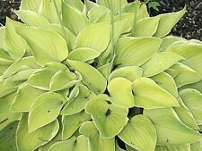 Hosta Olympic edger ( Second Year Pot Grown Plants Sent Out Ex Pots)