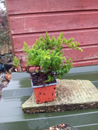 Juniper procumbens nana - juniper,