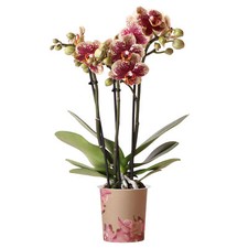 Orchid Phalaenopsis Spain Moth Orchid Real Live Indoor Office House Plant in Pot