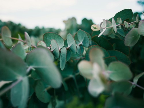 Mixed large eucalyptus trees - eucalyptus,