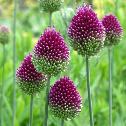 Allium drumsticks 100 x - 100,