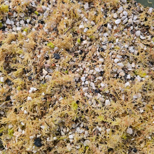 Carnivorous plant soil mix - plant,