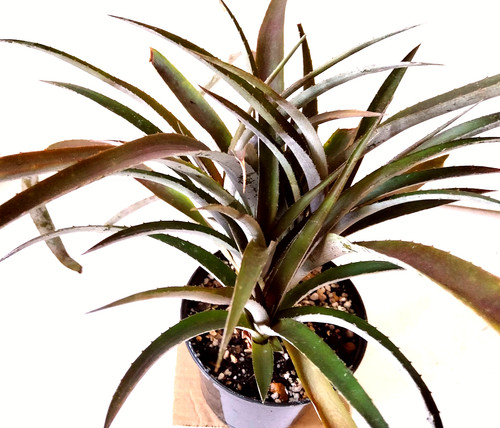 Bromeliads cryptbergia - x,