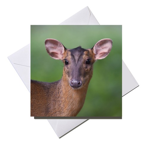 Greeting card blank inside - card,