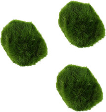 Live Marimo Moss Ball