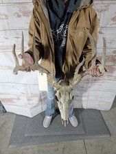 Wild 11 Point Whitetail Deer Antler Rack Horn Skull European Mount Man Cave 134"