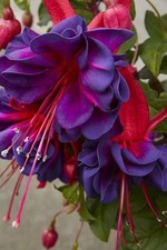 Fuchsia Giant Trailing Voodoo
