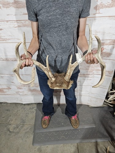 Wild point whitetail - wild,