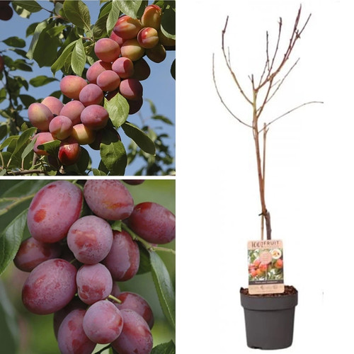 Big juicy victoria - victoria, plum