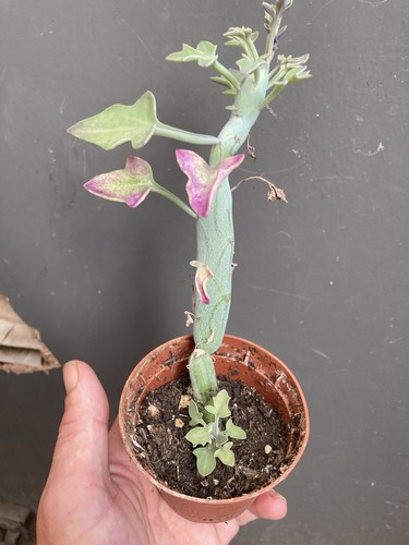 Candle plant cactus senecio - candle,
