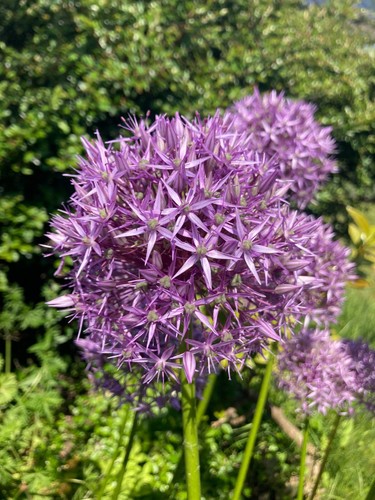 Twenty ornamental allium - ornamental,