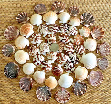 50 PIECE MEDLEY OF SCALLOP & PECTEN  SEA SHELLS - 1-1/4" TO 1-3/4" TALL