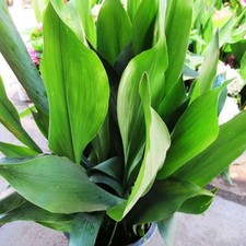Aspidistra elatior 14cm 40-50cm tall potted Hardy perennial