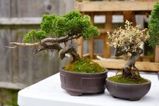 Itoigawa Shimpaku Juniper