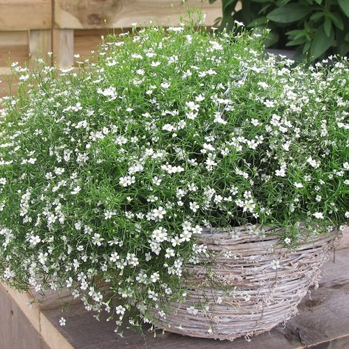 Gypsophila muralis gypsy - muralis, white