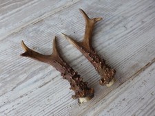 Pair Scottish Roe Deer Antlers