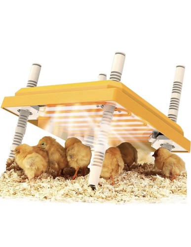 Chick brooder poultry - chick,