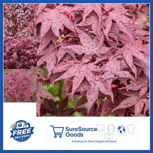 Dwarf acer hime shojo japanese - acer, hime-shojo
