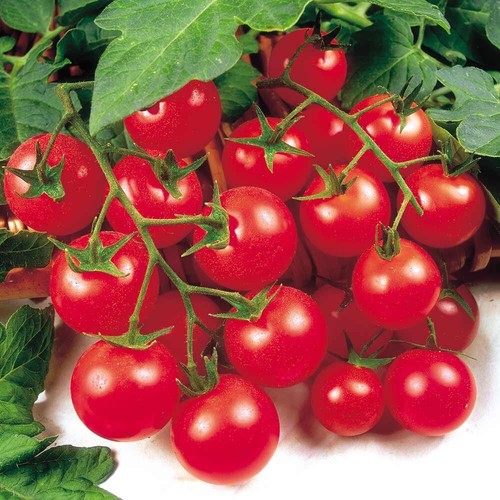 Tomato cherry gardeners - tomato,