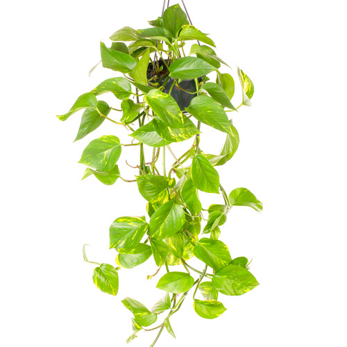 Epipremnum aureum devil - -, devil's