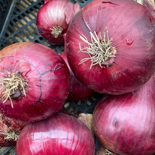 Onion sets red baron easy - -,