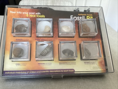 Authentic fossil set eight - fossil,